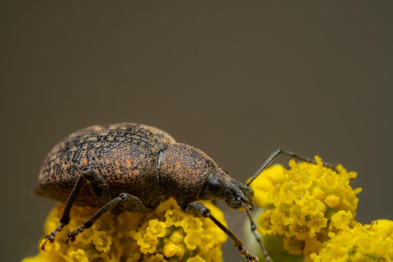 Black Vine Weevil – No. 3