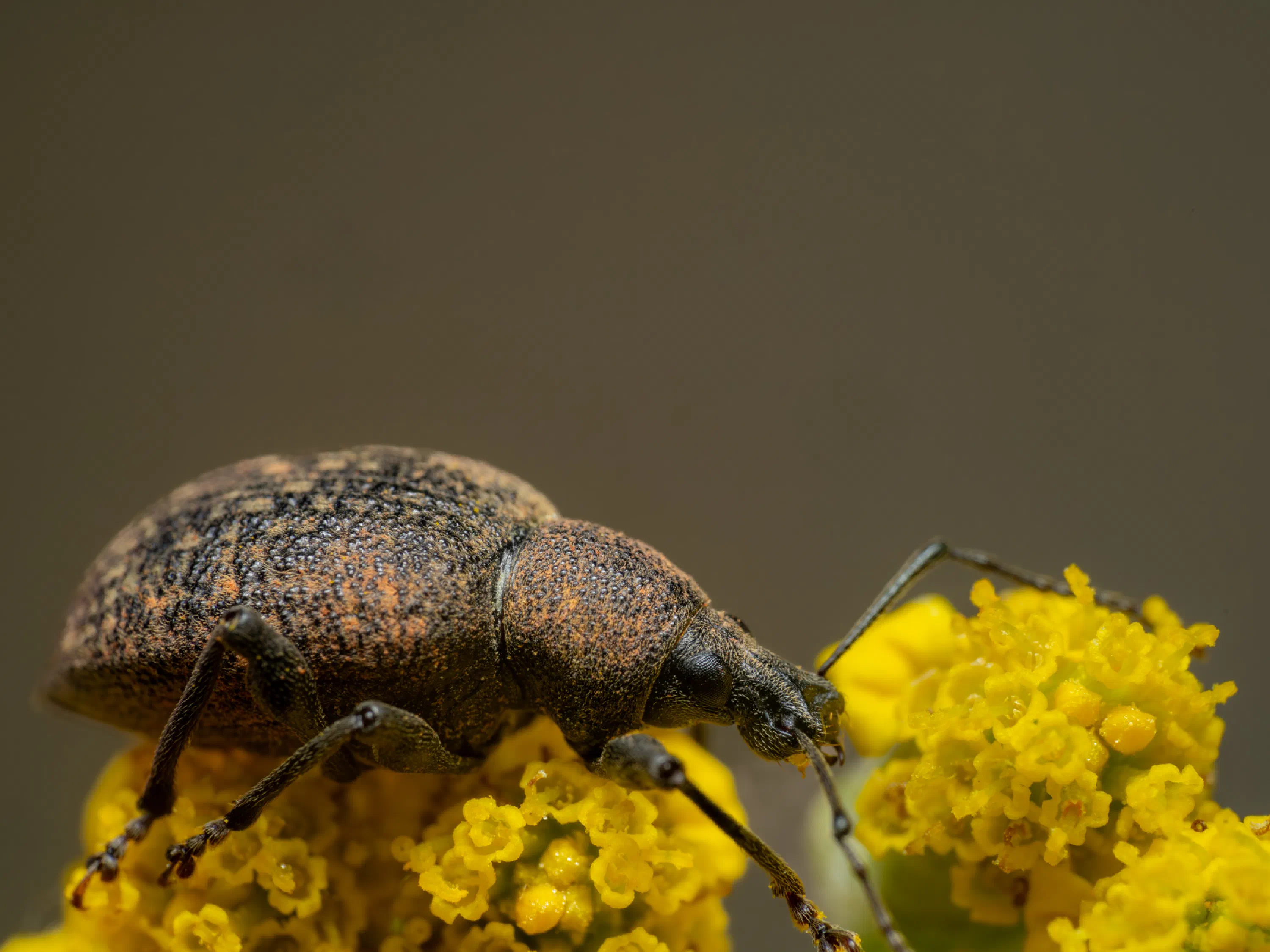 Otiorhynchus sulcatus