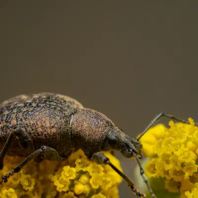 Black Vine Weevil