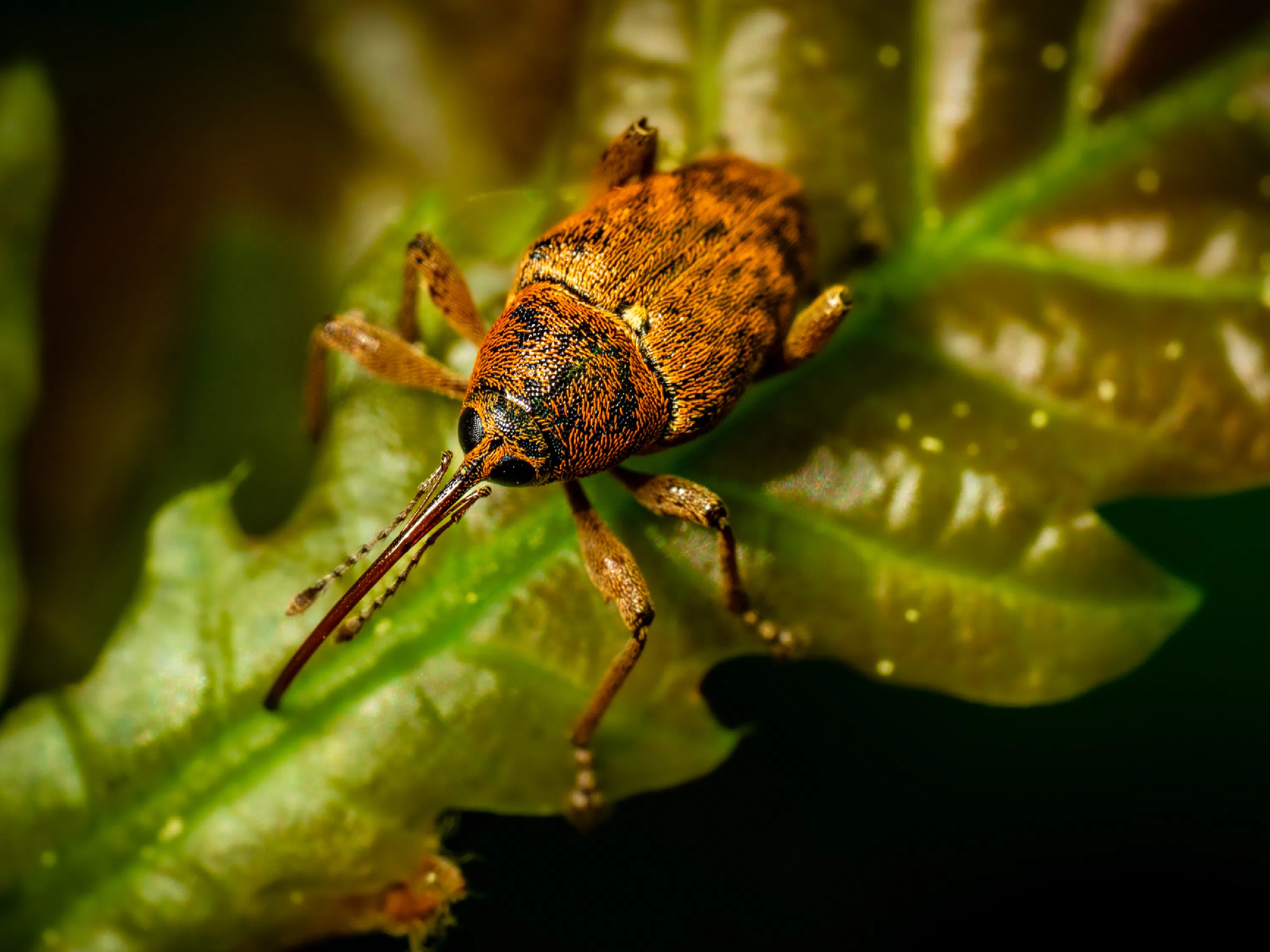 Curculio nucum