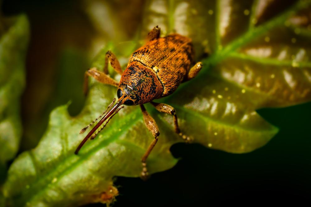 April 13, 2024 – Issue No. 239
– Issue No. 239: “Nut Weevil“ Nut Weevil