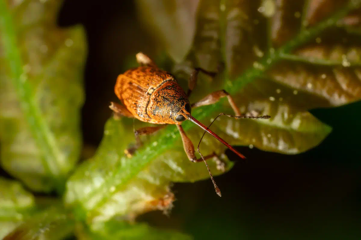 Balanin des noisettes