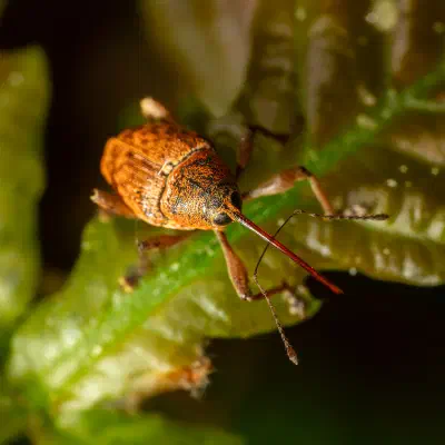 Nut Weevil