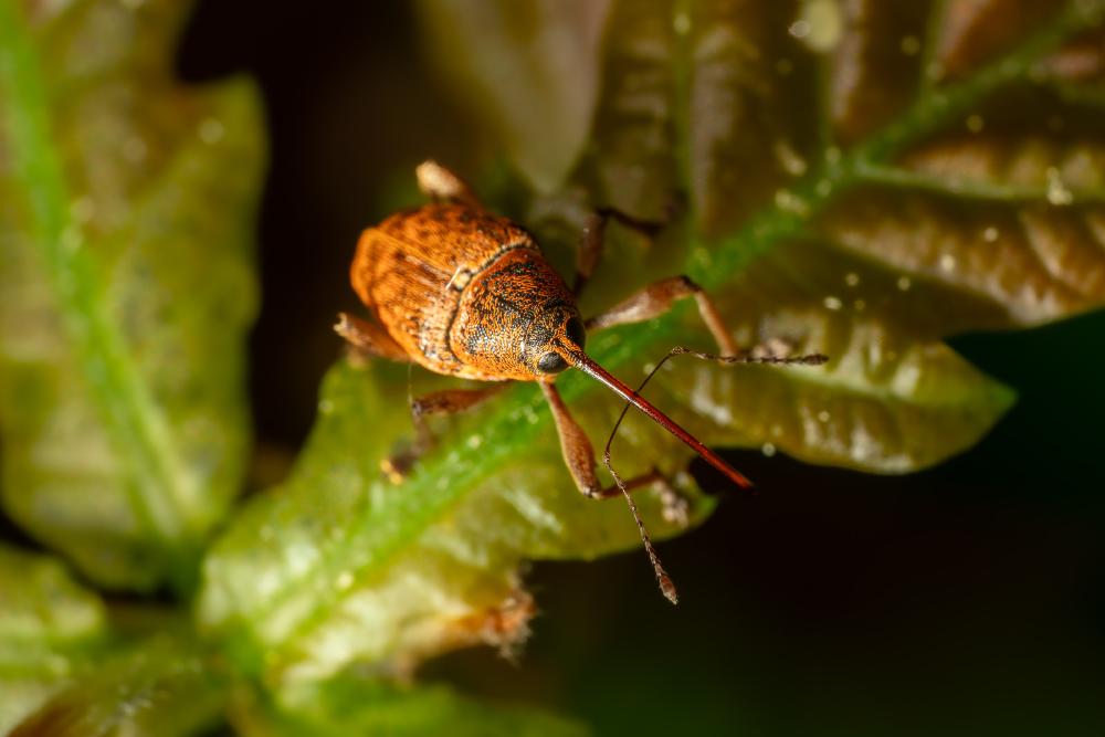 October 2, 2023 – Issue No. 45
– Issue No. 45: “Nut Weevil“ Nut Weevil