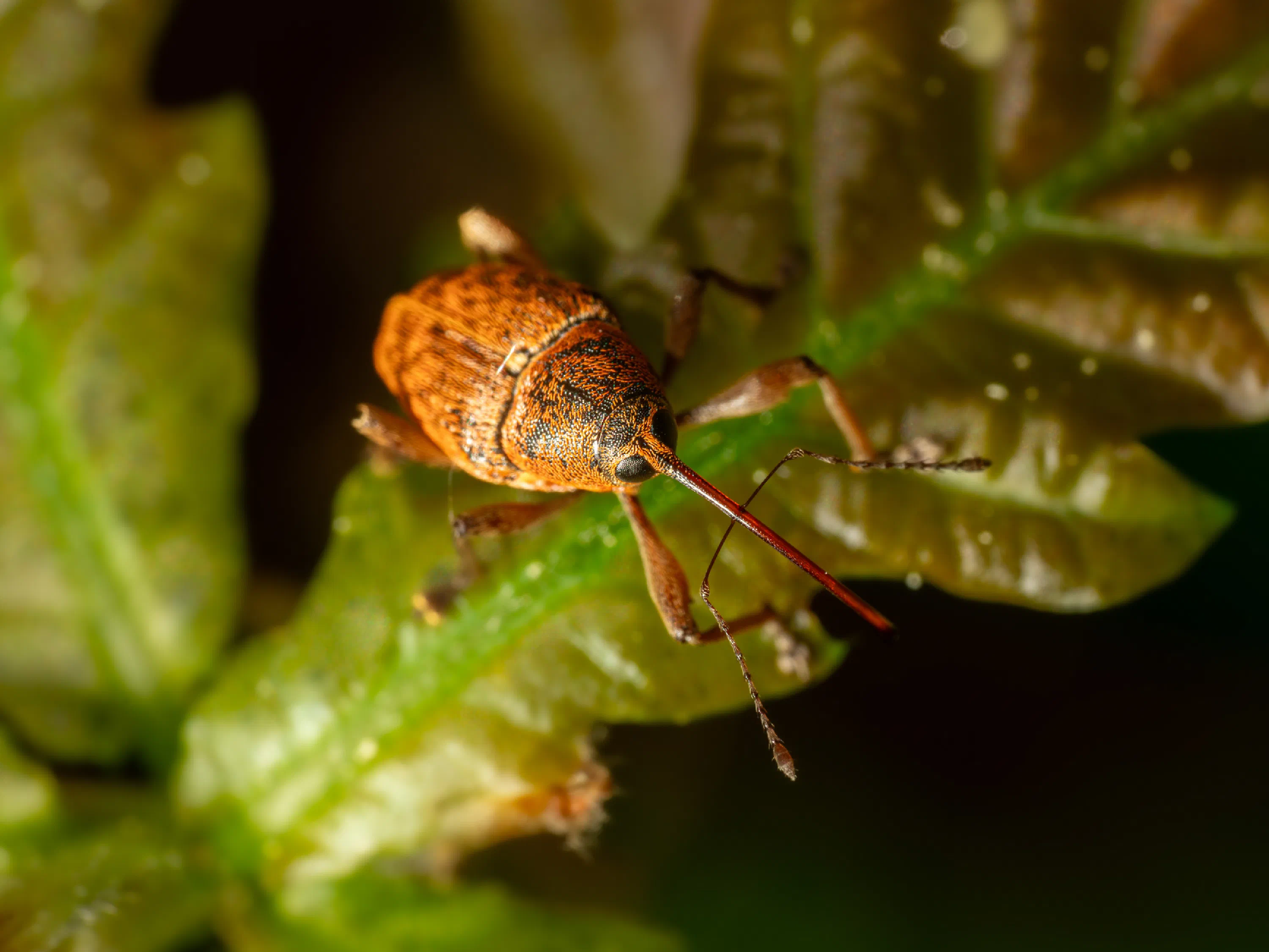 Curculio nucum