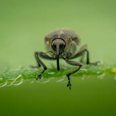 Cabbage seed Weevil
