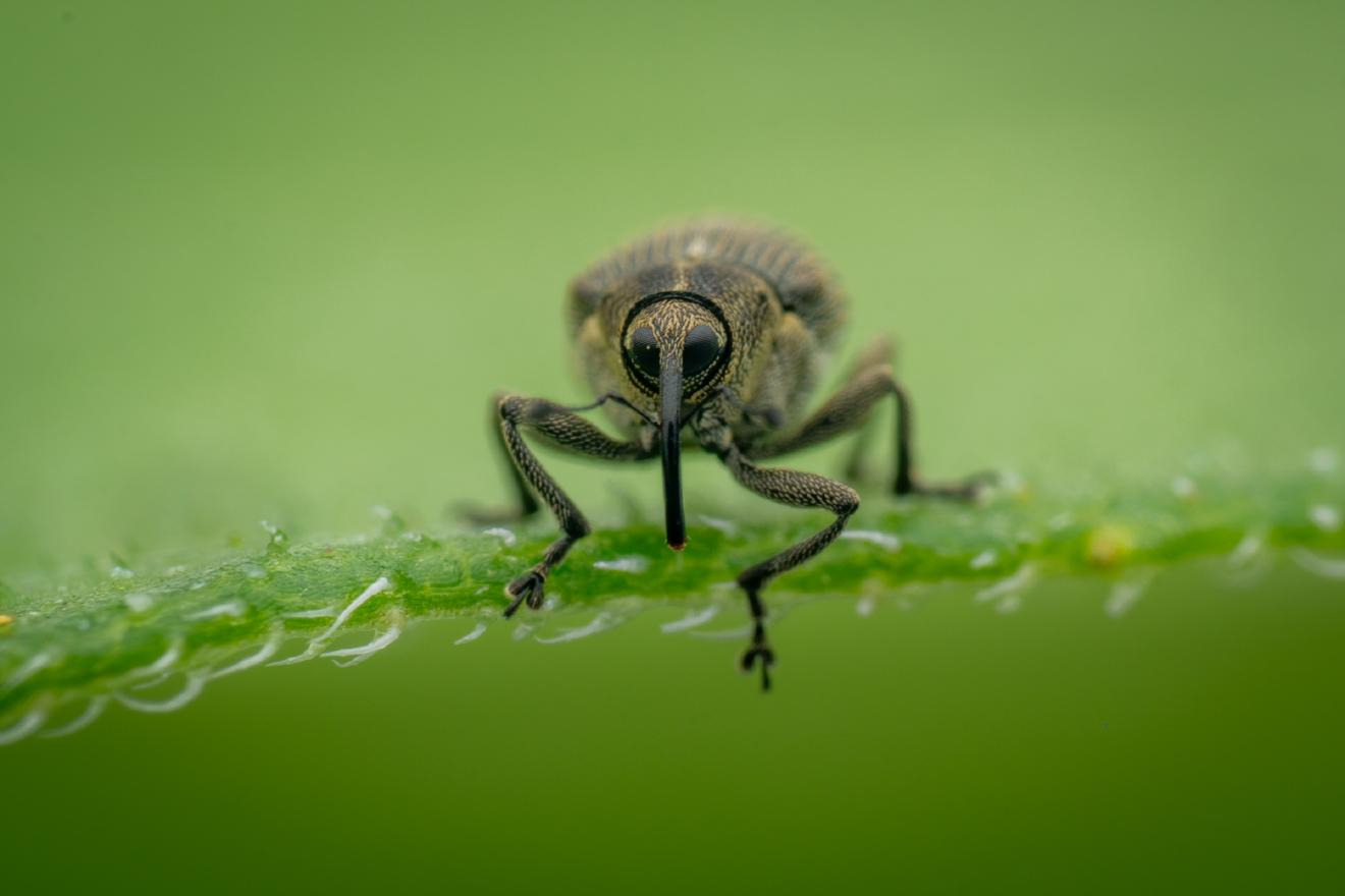 Cabbage seed Weevil – No. 1