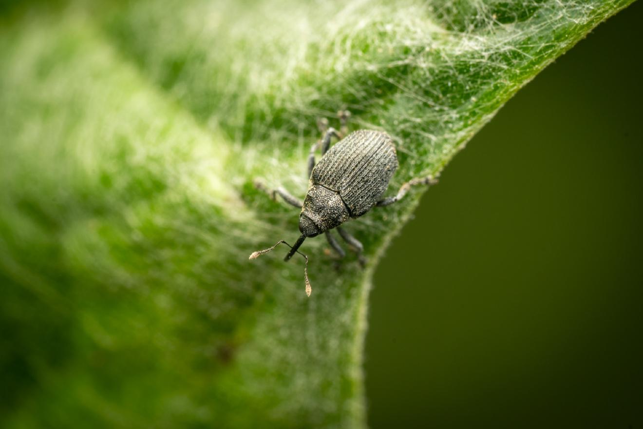 Cabbage seed Weevil – No. 2