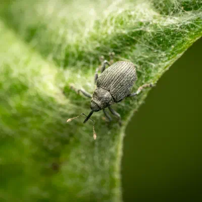 Cabbage seed Weevil