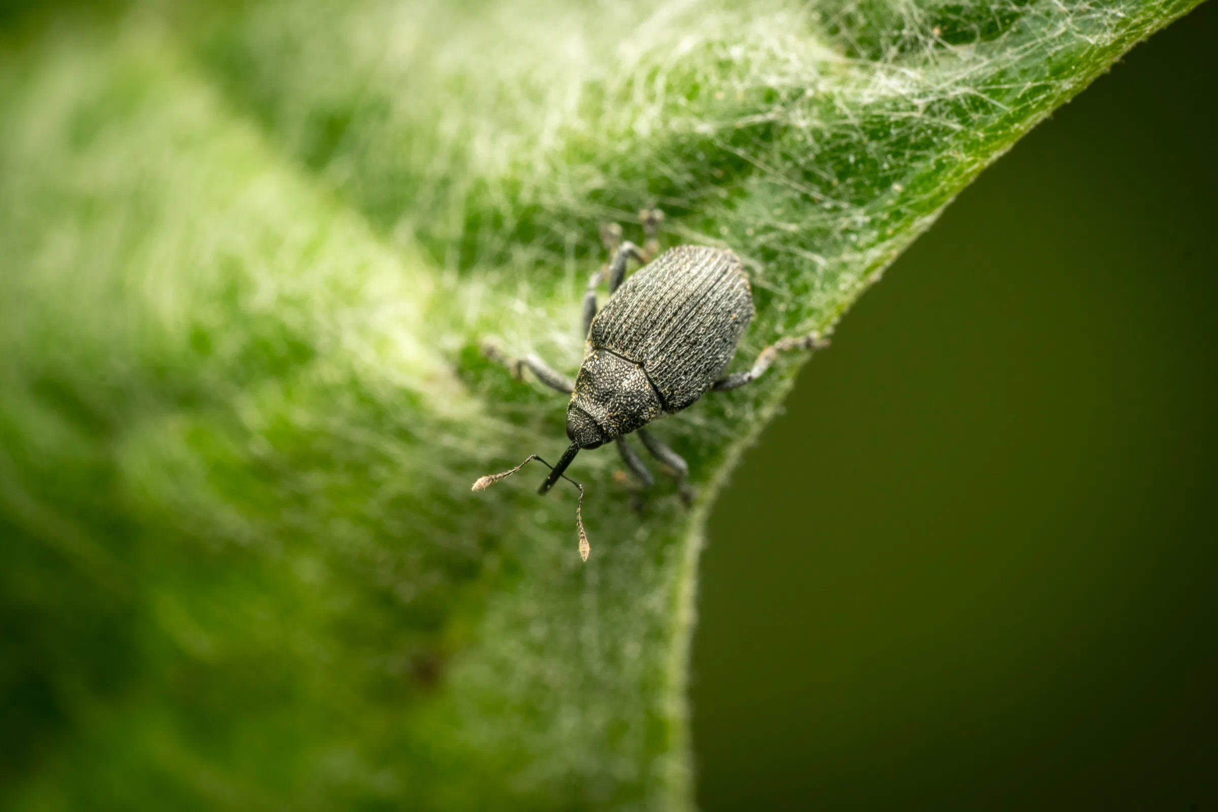 Cabbage seed Weevil