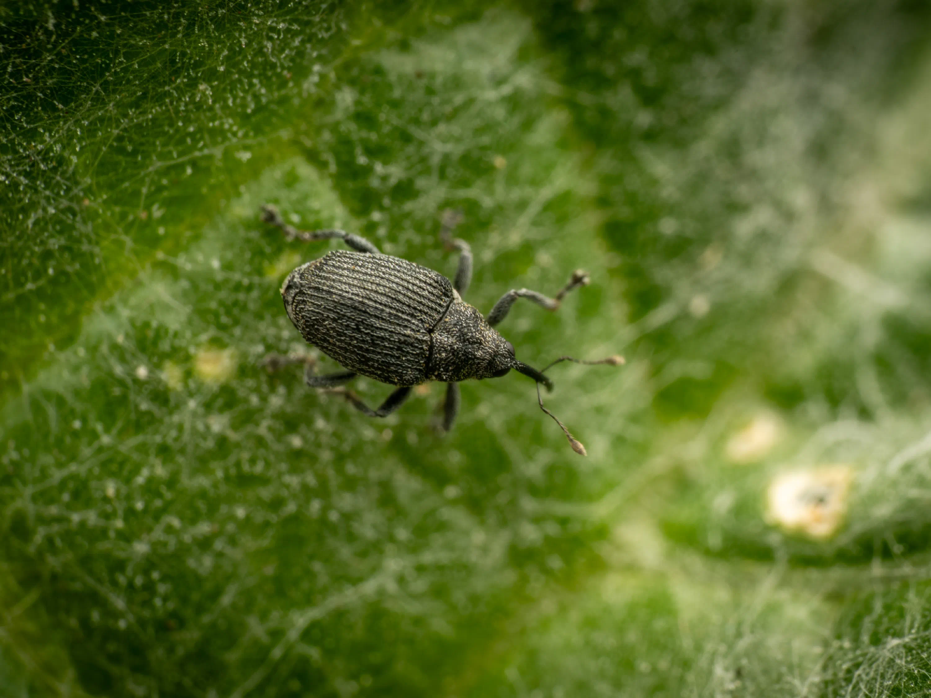 Ceutorhynchus obstrictus
