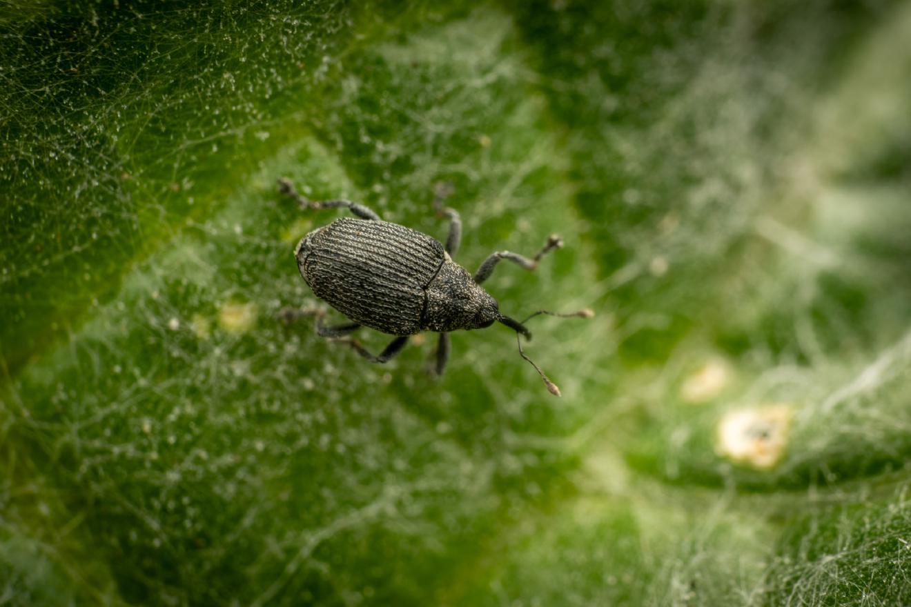 Cabbage seed Weevil – No. 3