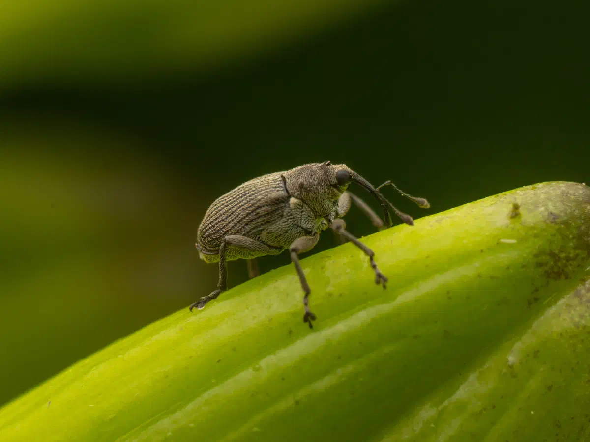 Charançon des siliques du colza