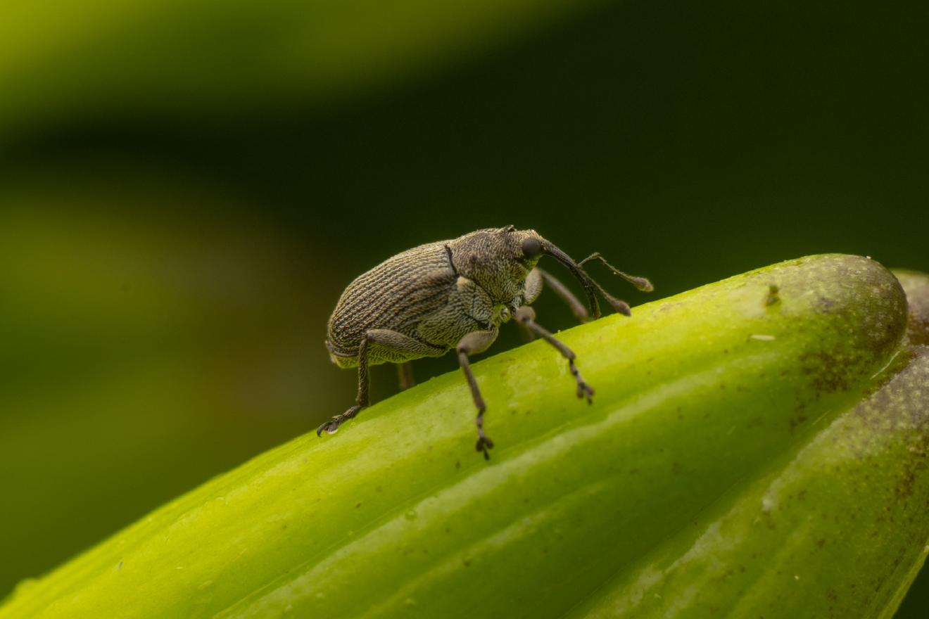 Cabbage seed Weevil – No. 4