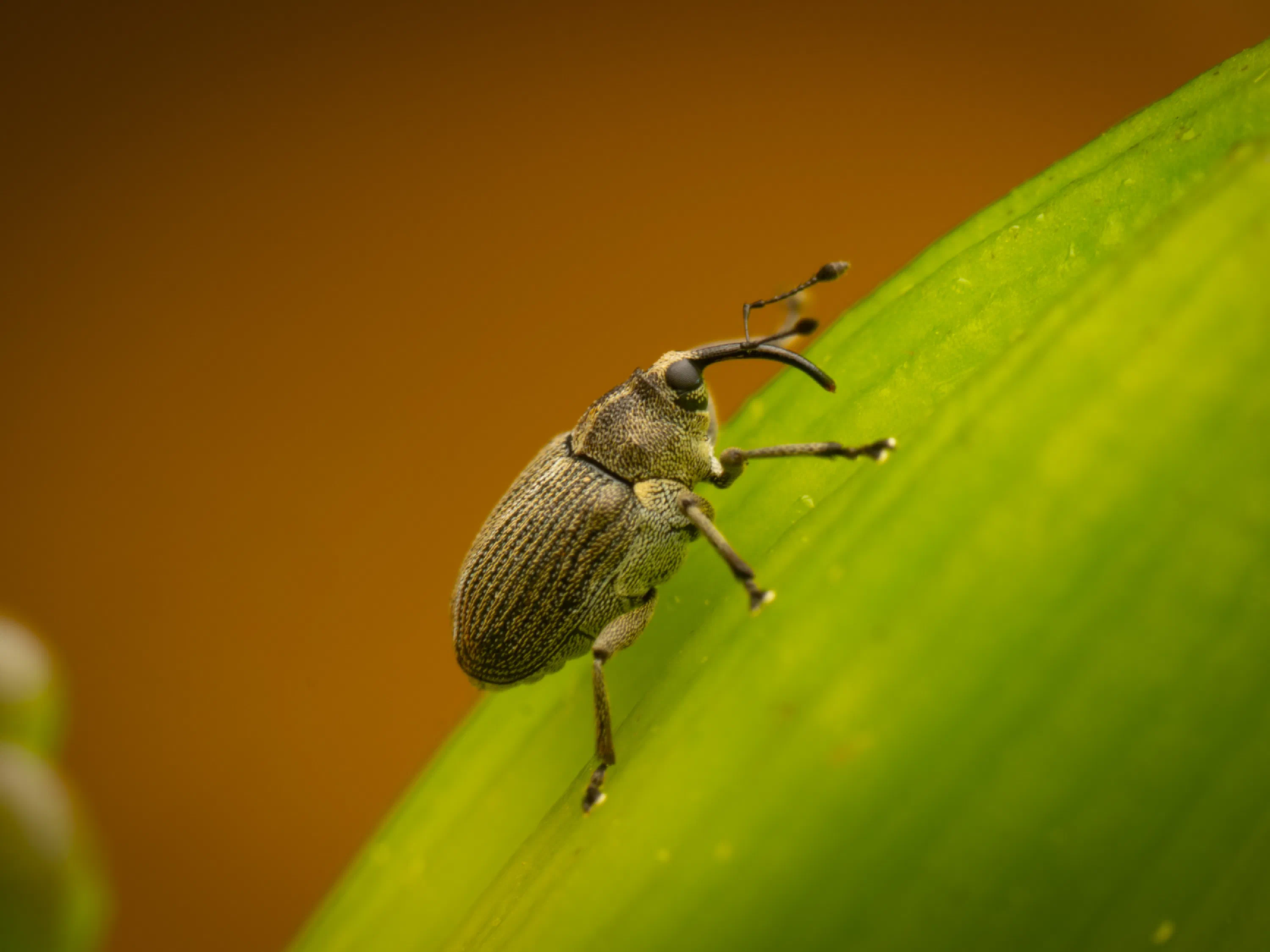 Ceutorhynchus obstrictus