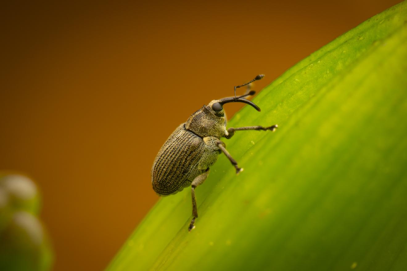 Cabbage seed Weevil – No. 5