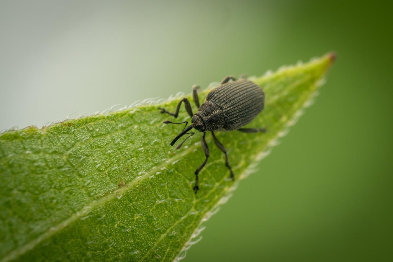 Cabbage seed Weevil – No. 6