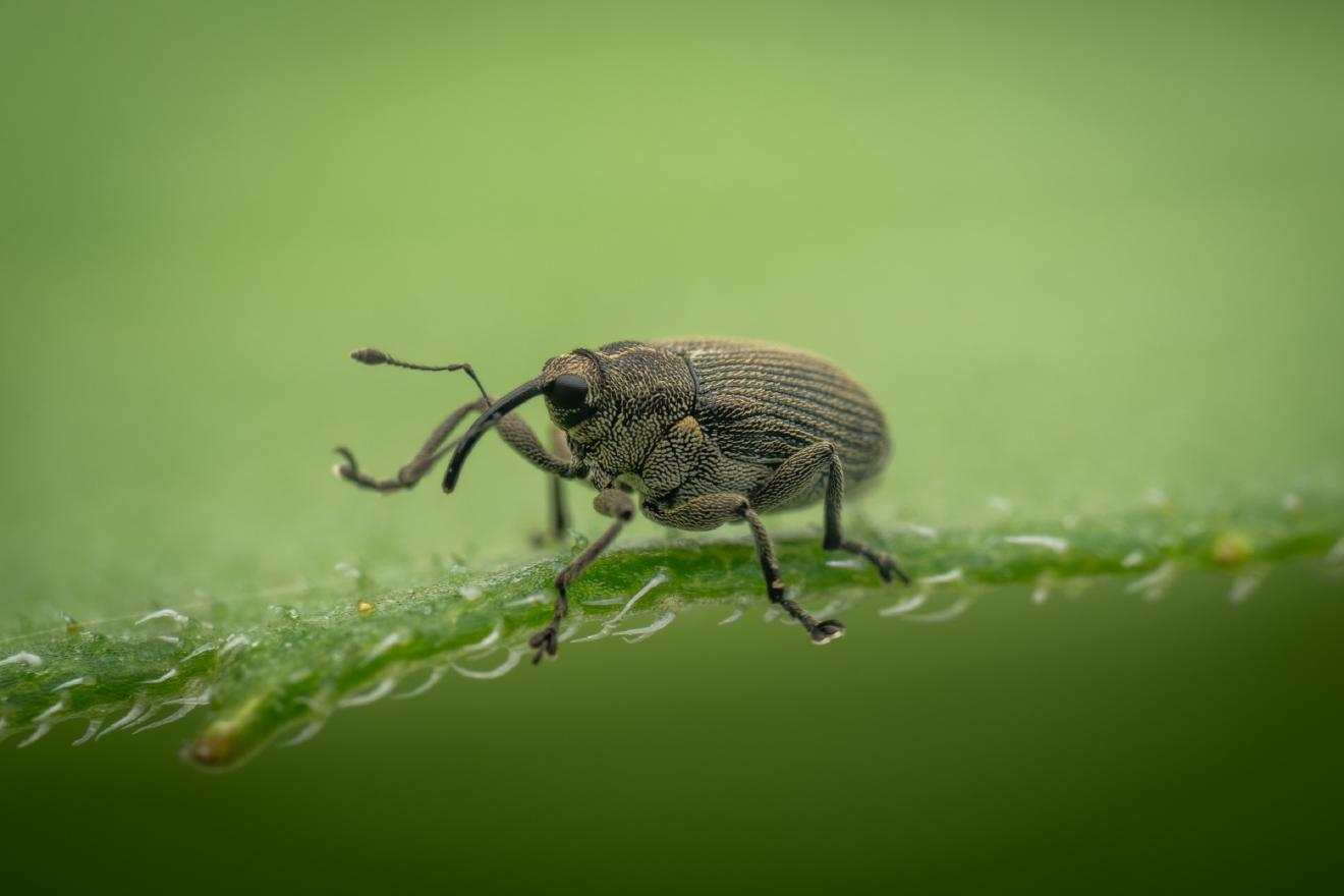 Cabbage seed Weevil – No. 7