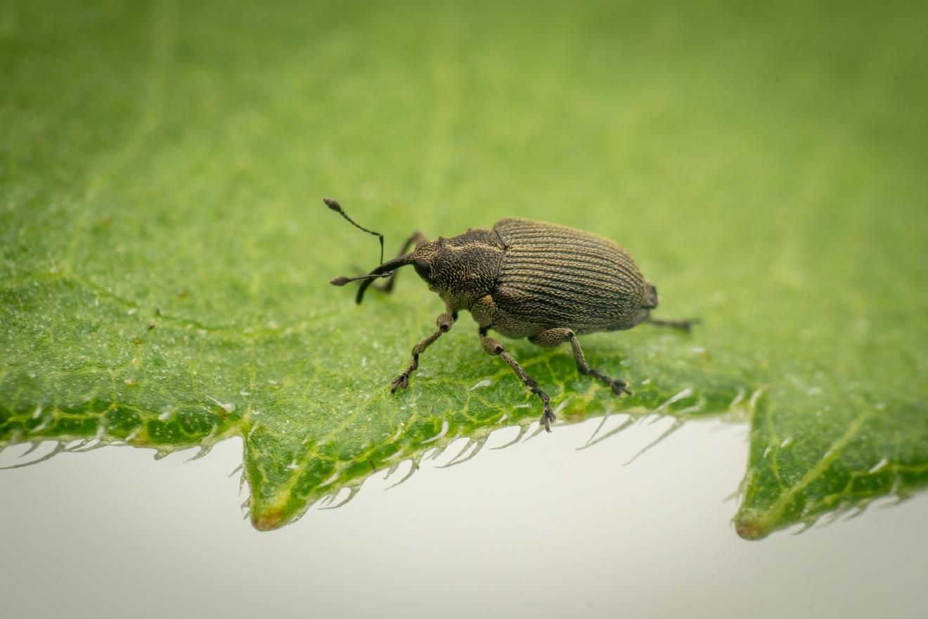 Cabbage seed Weevil – No. 8