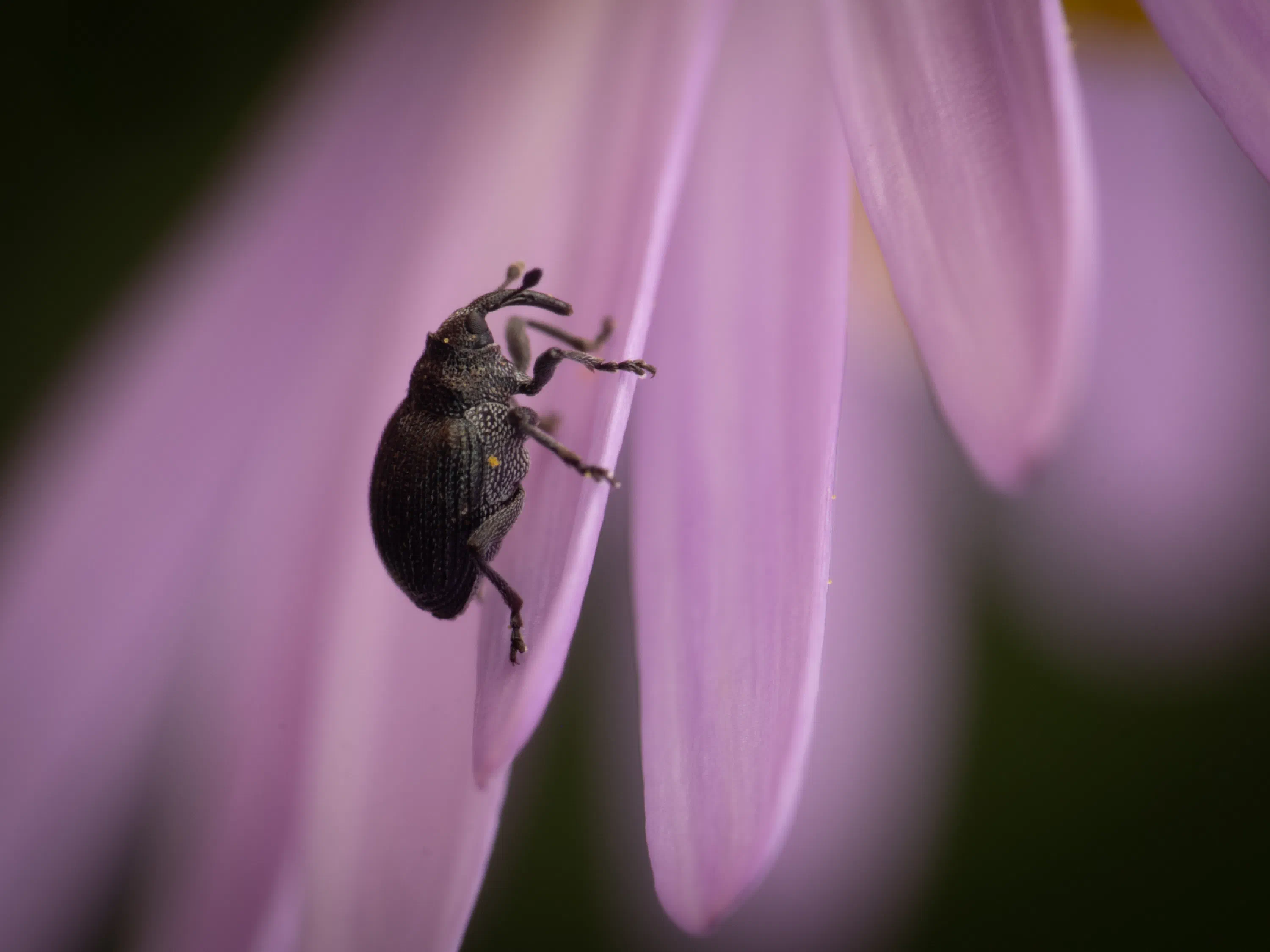 Ceutorhynchus obstrictus