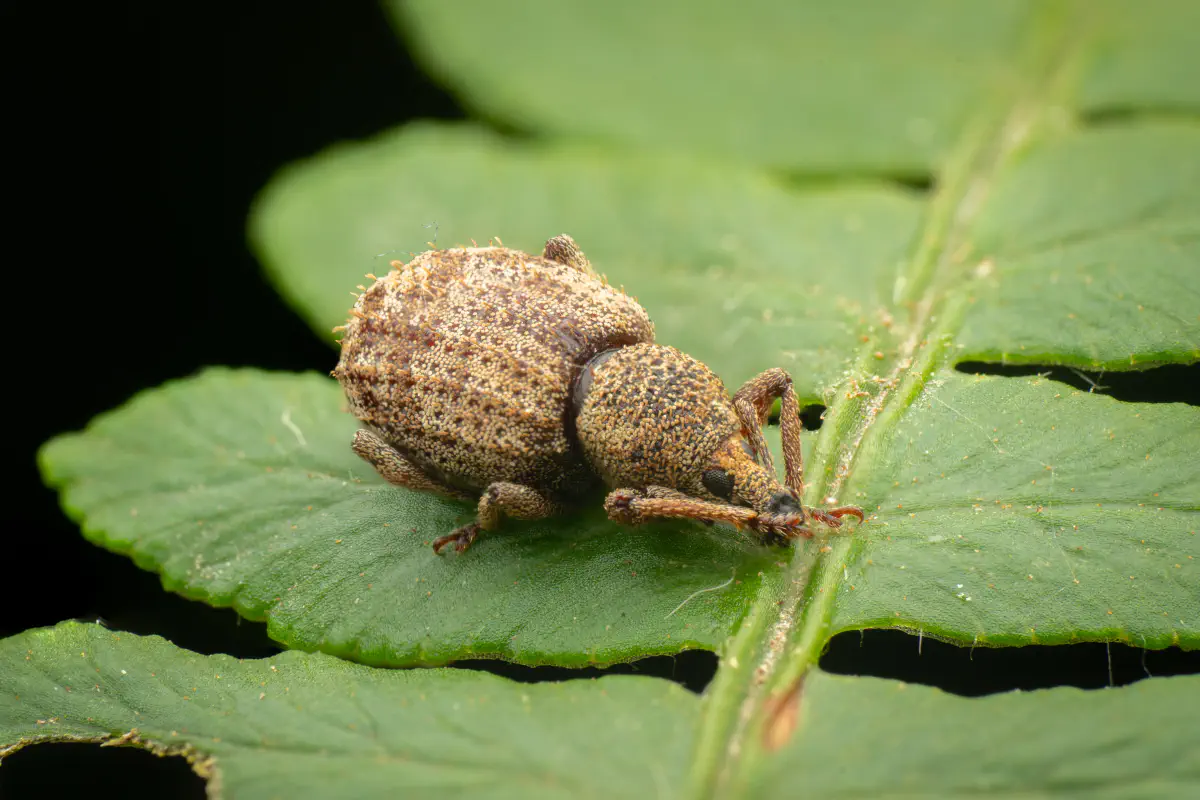 Otiorhynchus carinatopunctatus – No. 1