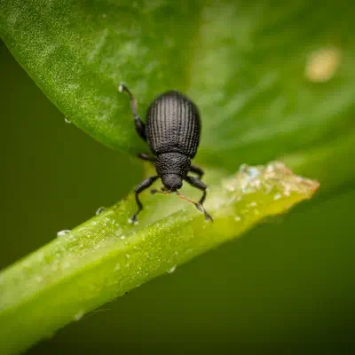 Rhamphus