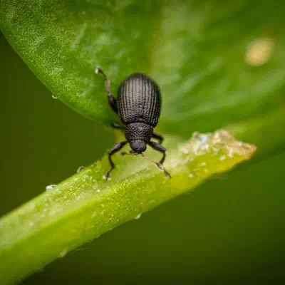 Rhamphus