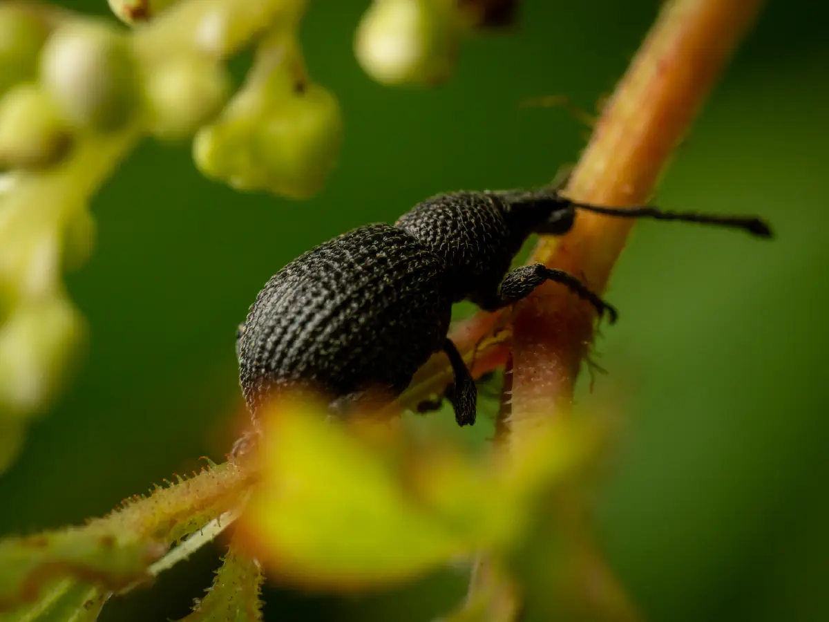 Otiorhynchus pinastri