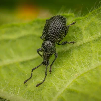 Otiorhynchus pinastri