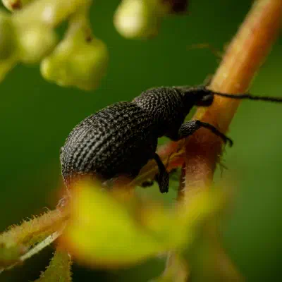 Otiorhynchus pinastri