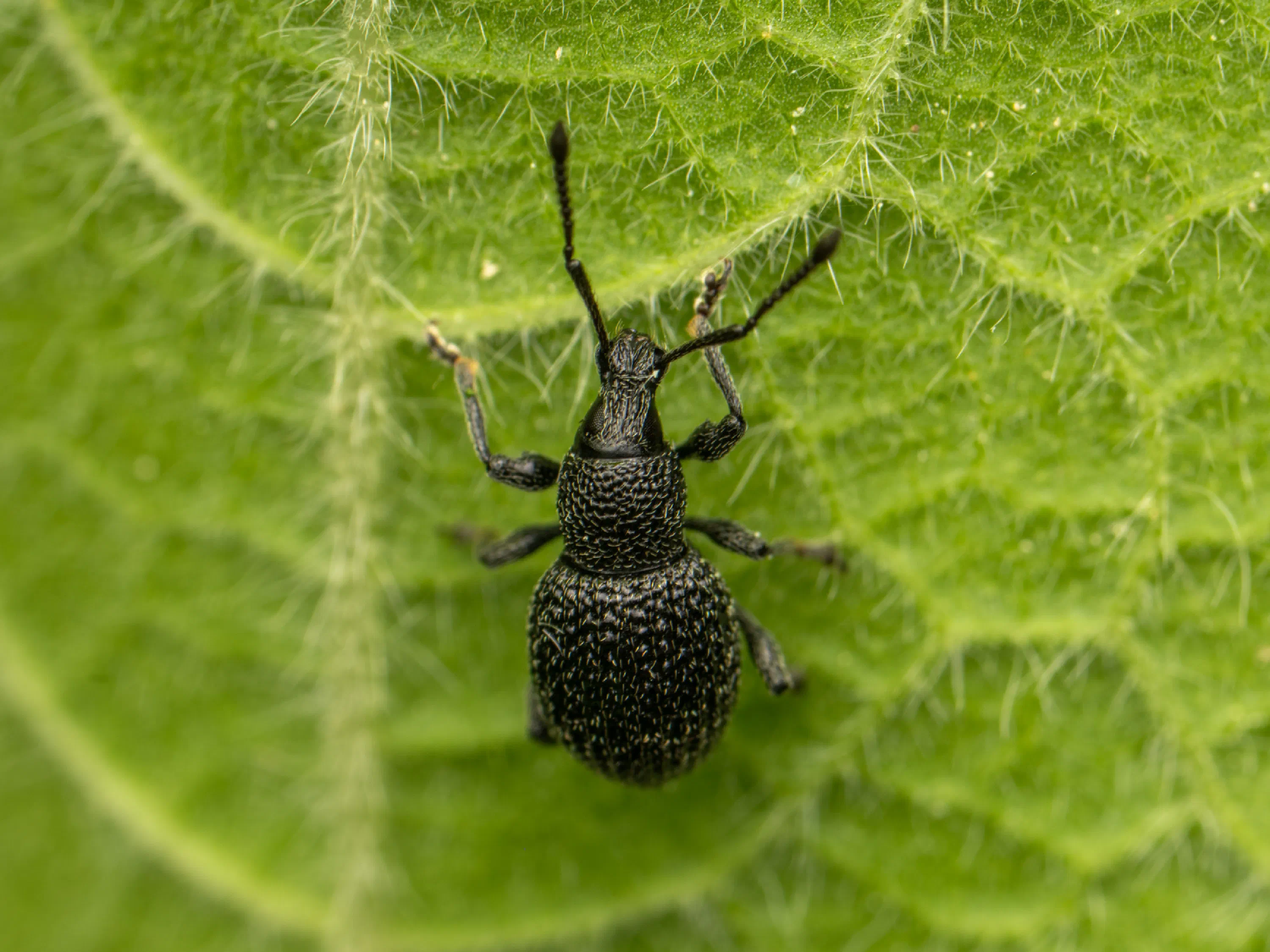 Otiorhynchus pinastri