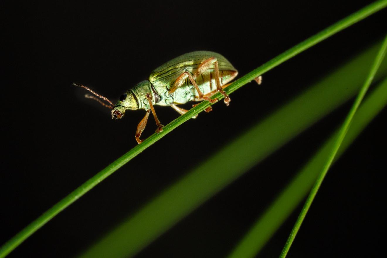 Green Immigrant Leaf Weevil – No. 1