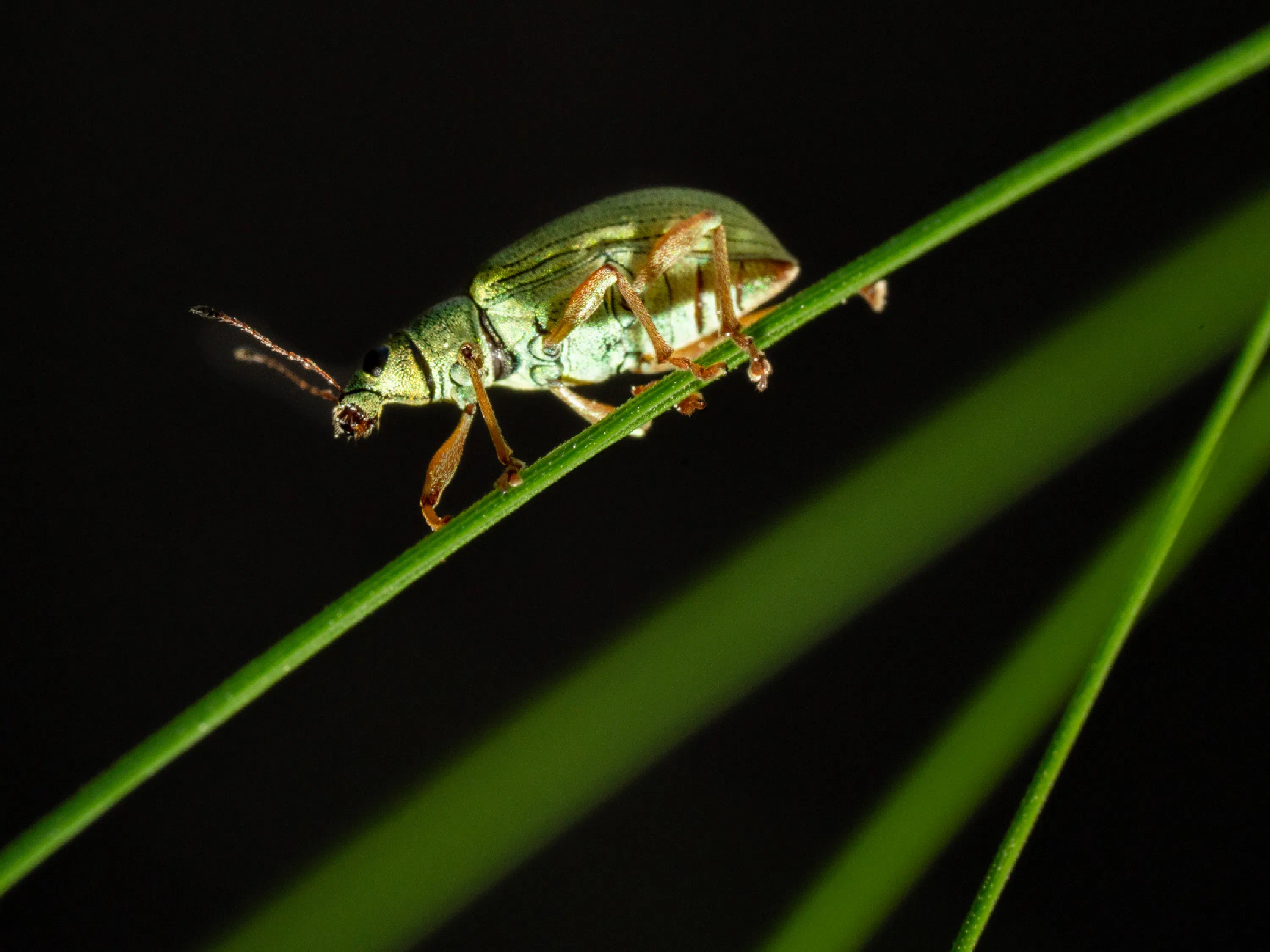 Polydrusus formosus