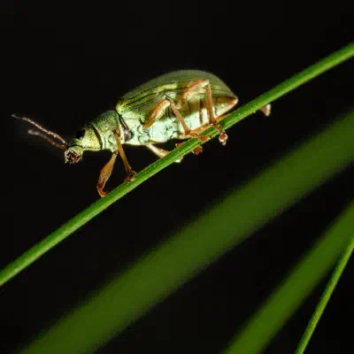 Green Immigrant Leaf Weevil