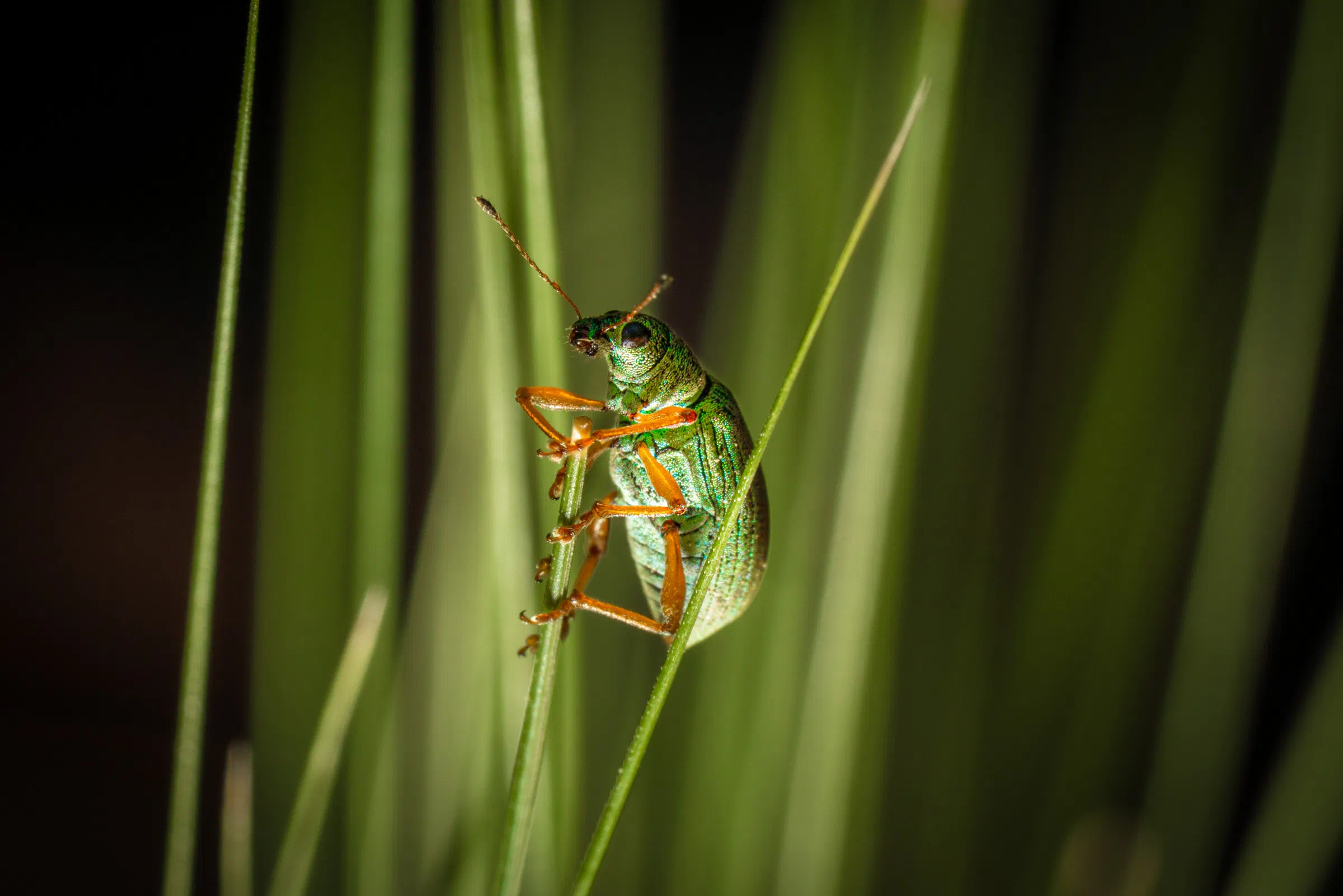 Charançon vert soyeux