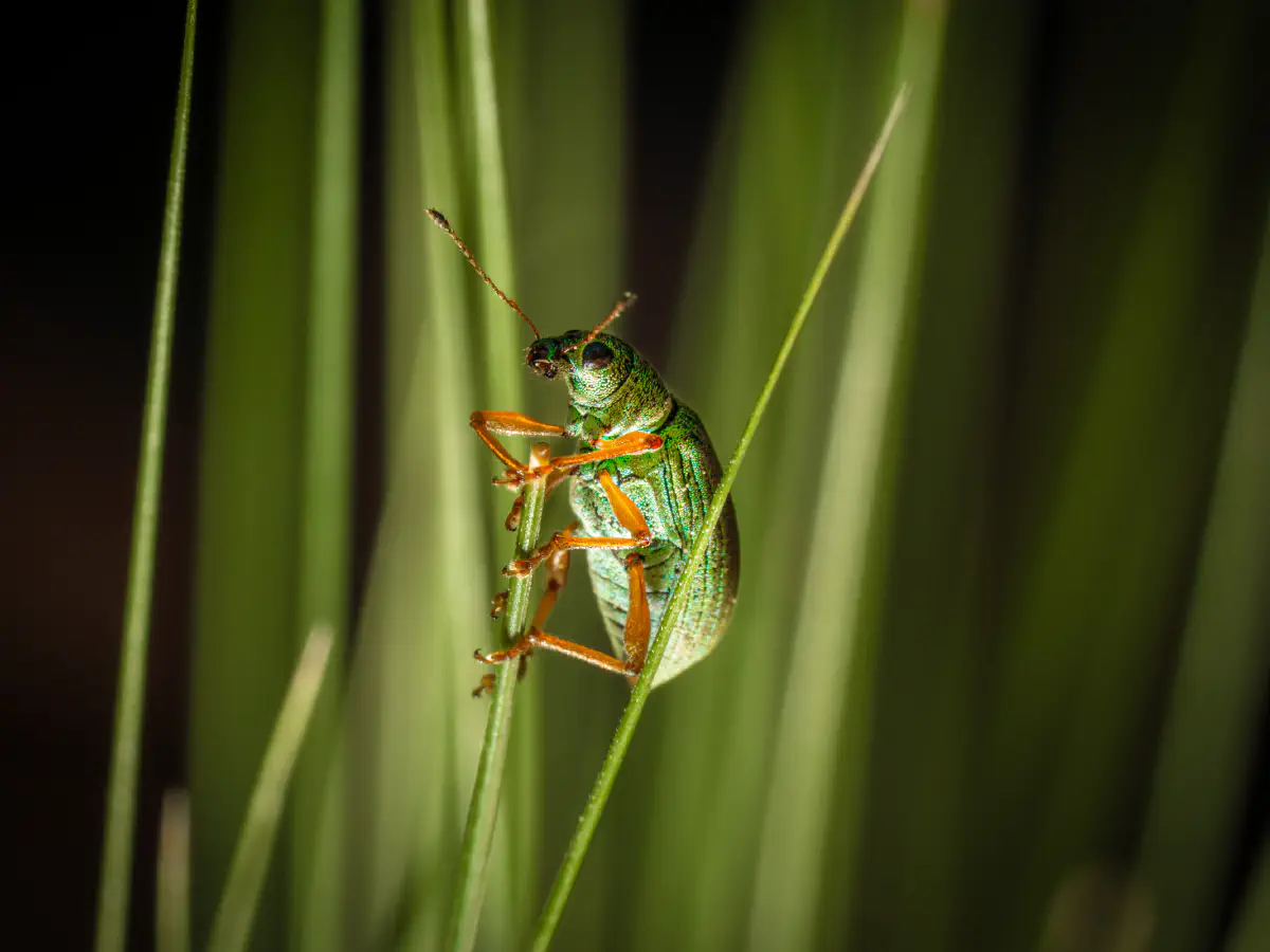 Charançon vert soyeux
