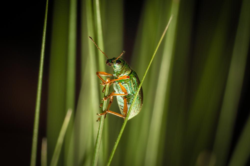 March 2, 2024 – Issue No. 197
– Issue No. 197: “Green Immigrant Leaf Weevil“ Green Immigrant Leaf Weevil