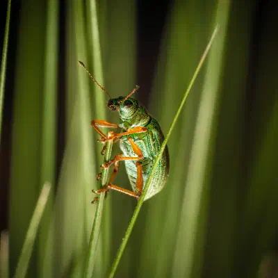 Green Immigrant Leaf Weevil