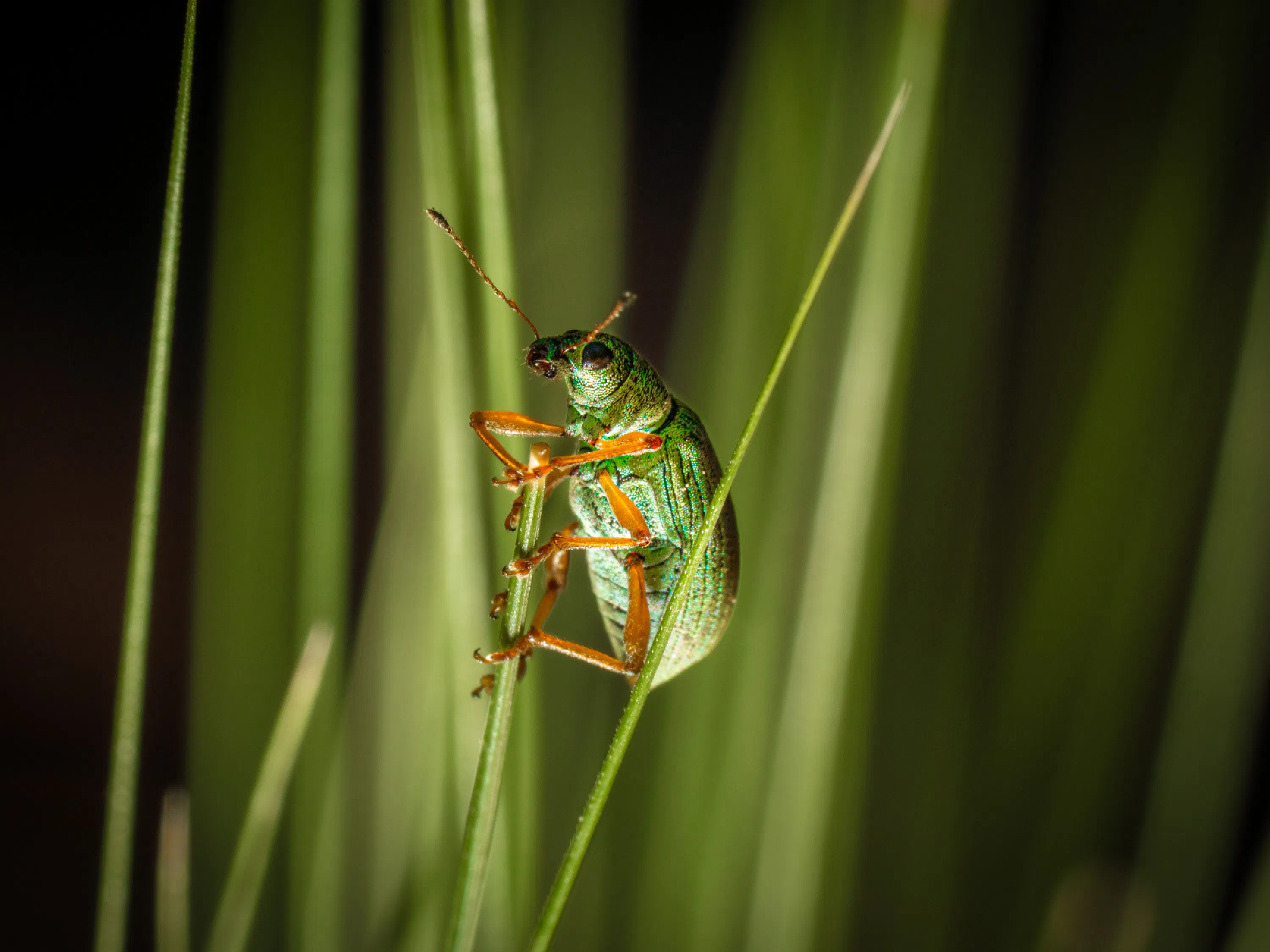 Polydrusus formosus