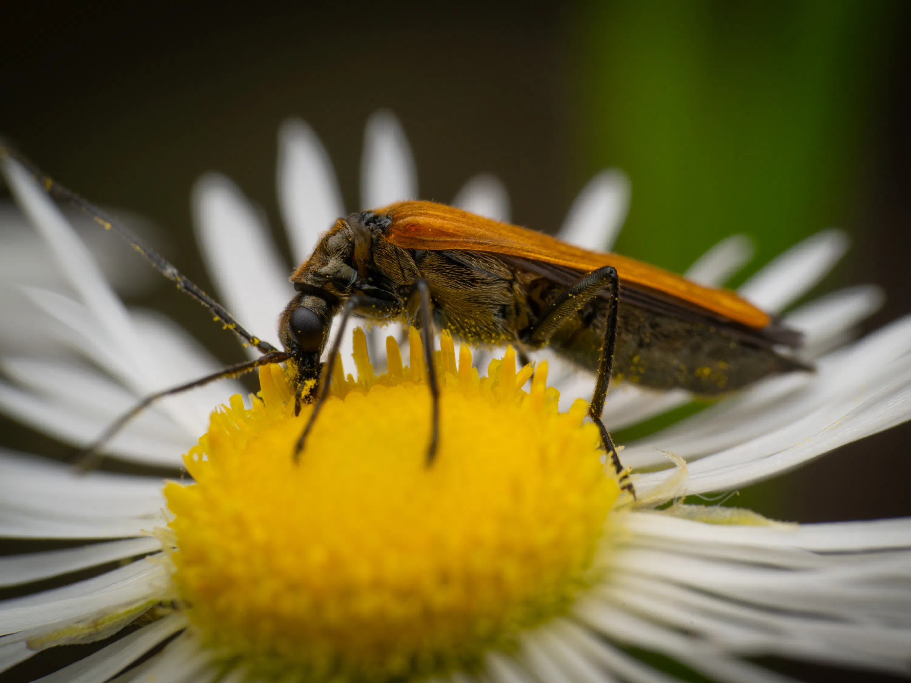 Oedemera podagrariae