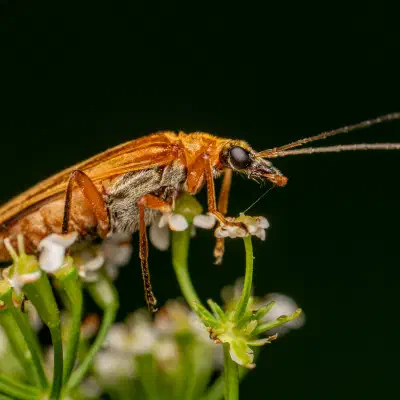 Oedemera podagrariae
