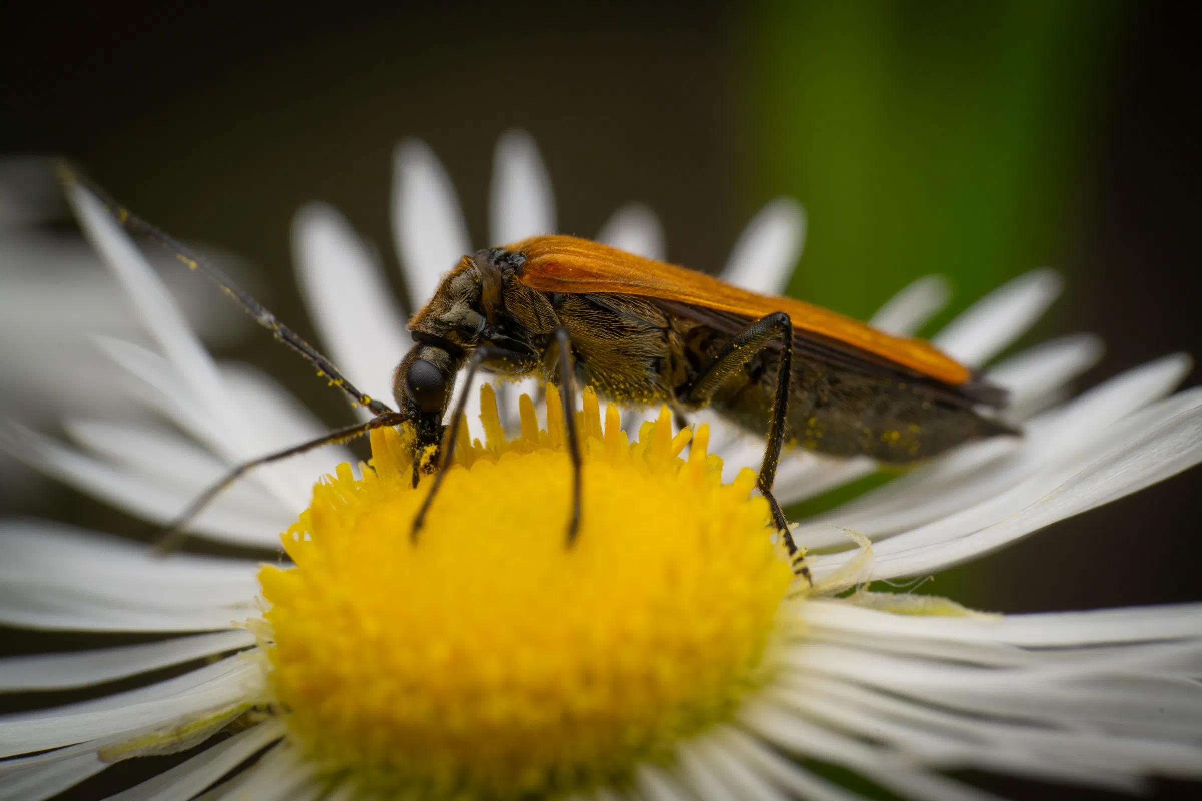 Oedemera podagrariae