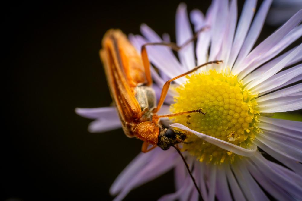 April 17, 2024 – Issue No. 243
– Issue No. 243: “Oedemera podagrariae“ Oedemera podagrariae