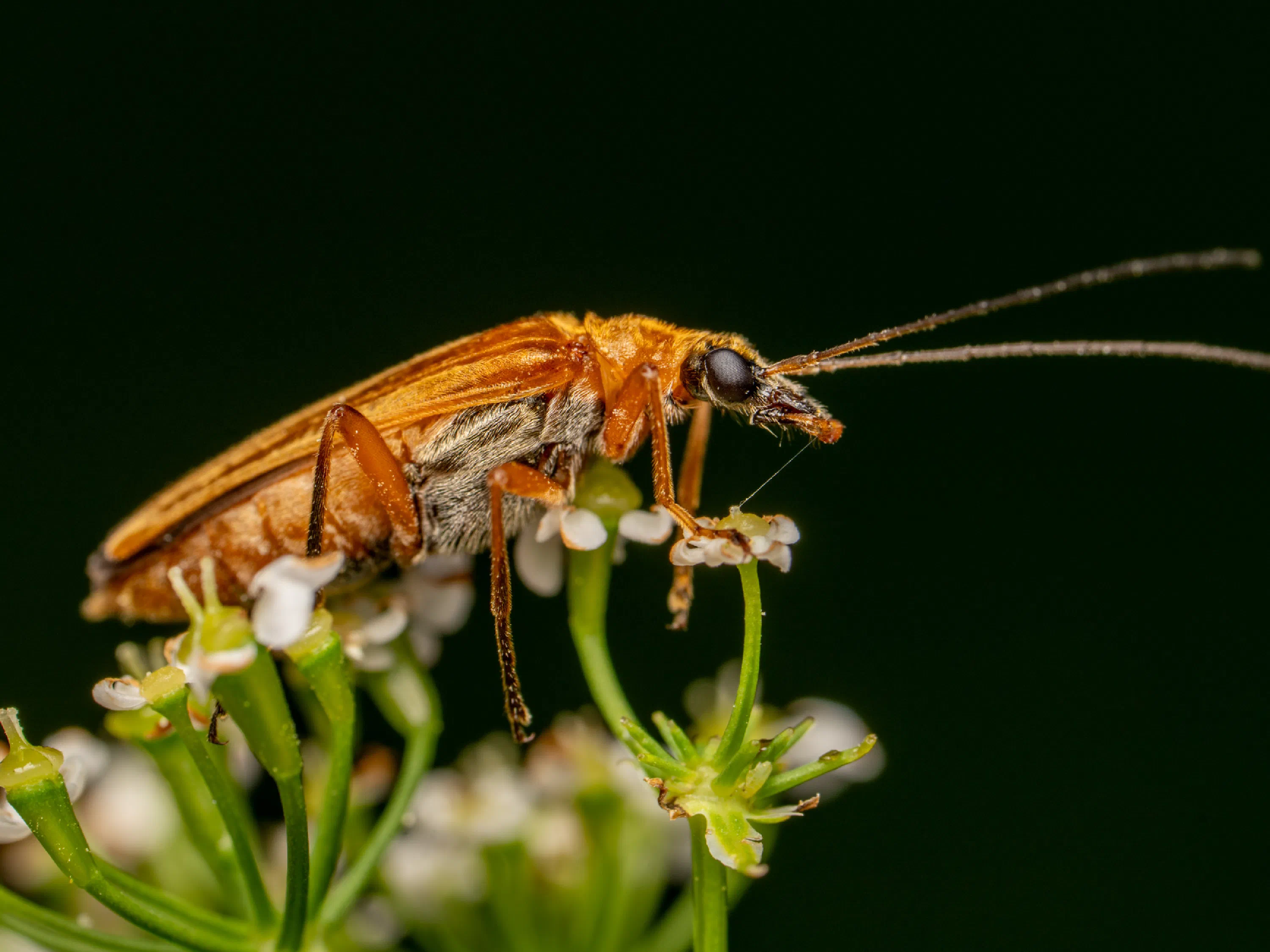 Oedemera podagrariae