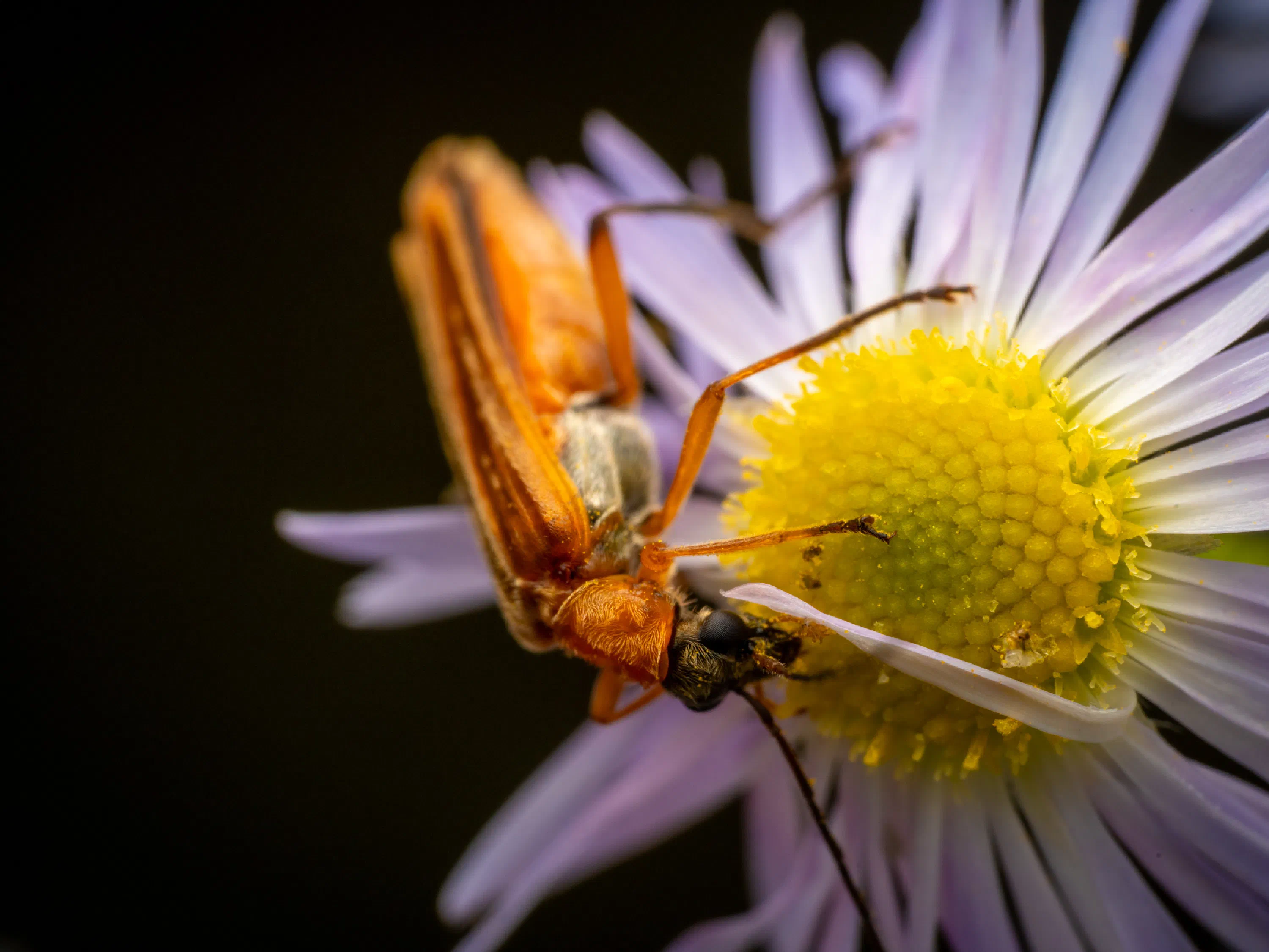 Oedemera podagrariae