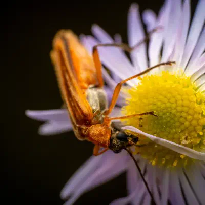 Oedemera podagrariae