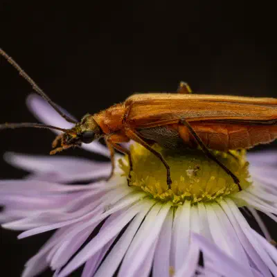 Oedemera podagrariae