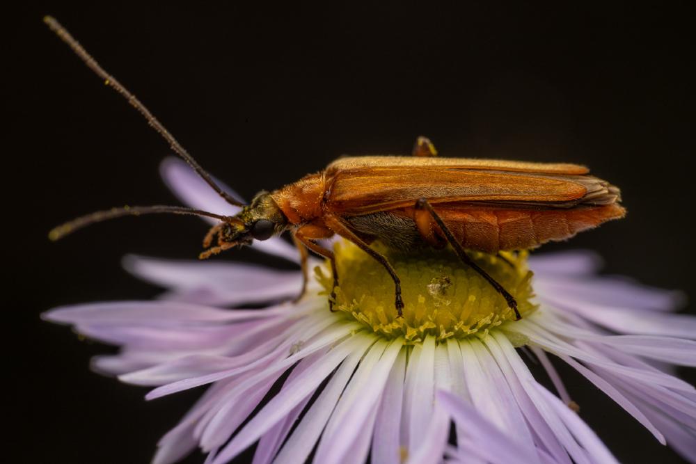 December 13, 2023 – Issue No. 117
– Issue No. 117: “Oedemera podagrariae“ Oedemera podagrariae