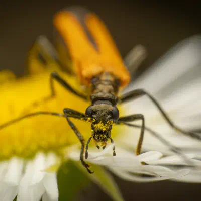 Oedemera podagrariae