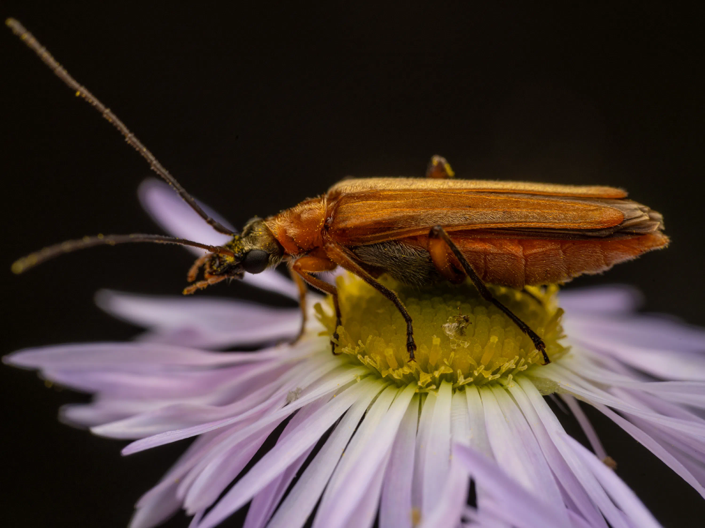 Oedemera podagrariae